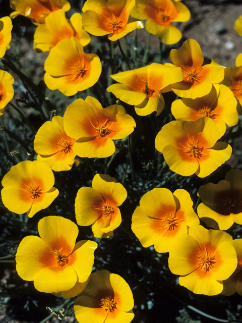 Eschscholzia californica (California poppy) #22428