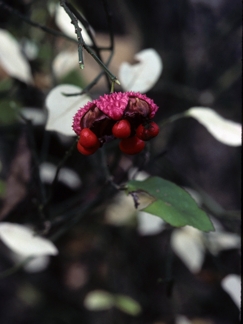 Euonymus americanus (American strawberry bush) #22439