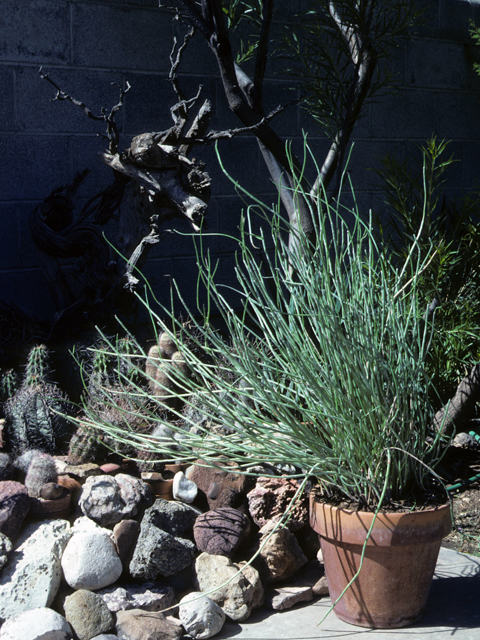 Euphorbia antisyphilitica (Candelilla) #22463