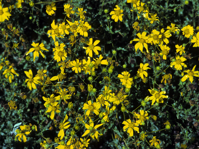 Ericameria linearifolia (Narrowleaf goldenbush) #22661