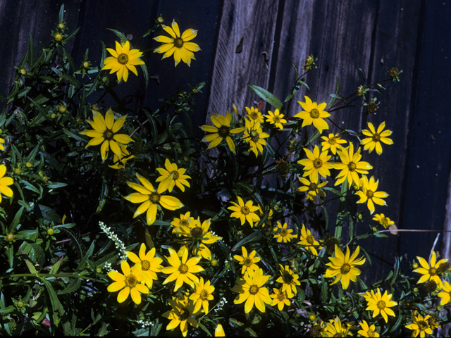 Helianthus angustifolius (Swamp sunflower) #22687