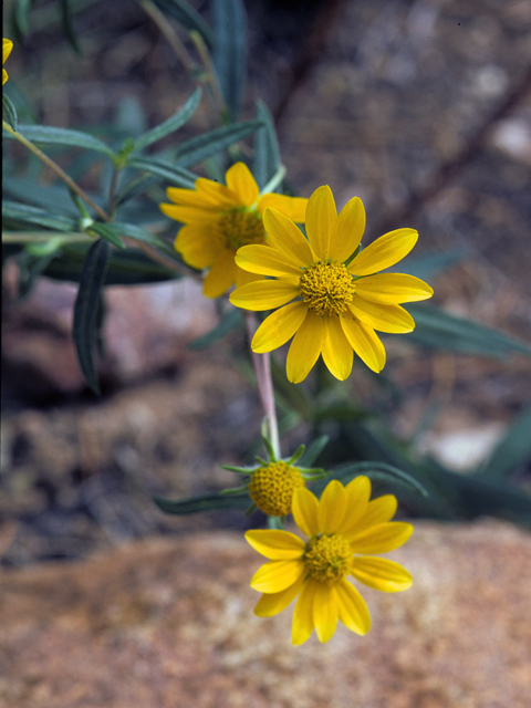 Heliomeris multiflora (Showy goldeneye) #22716