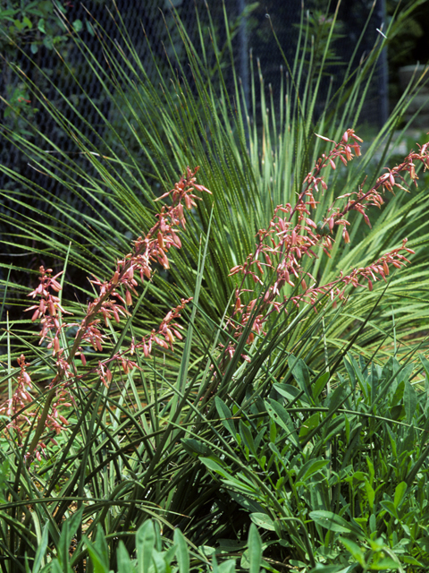 Hesperaloe parviflora (Red yucca) #22733