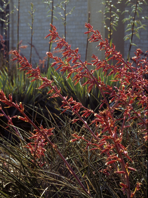 Hesperaloe parviflora (Red yucca) #22735