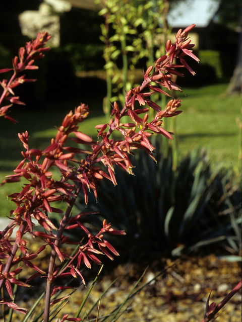 Hesperaloe parviflora (Red yucca) #22736