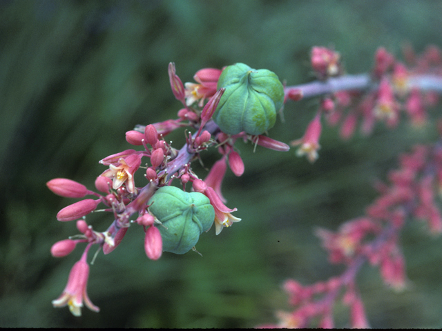 Hesperaloe parviflora (Red yucca) #22738