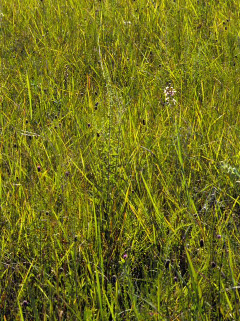 Hesperostipa spartea (Porcupinegrass) #22744