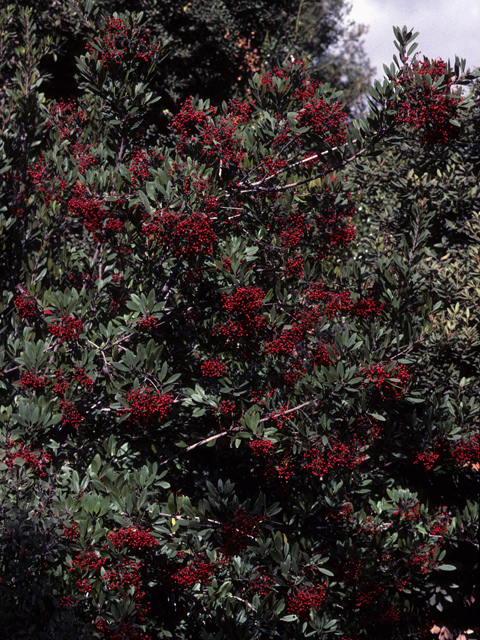 Heteromeles arbutifolia (Toyon) #22746