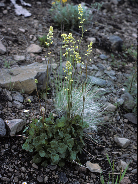 Heuchera parvifolia (Littleleaf alumroot) #22766