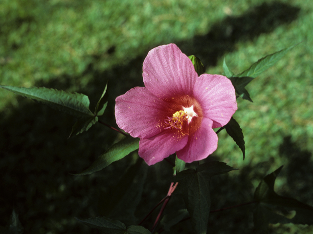 Hibiscus laevis (Halberdleaf rosemallow) #22773