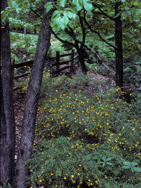 Hypericum frondosum (Cedarglade st. john's-wort) #22832