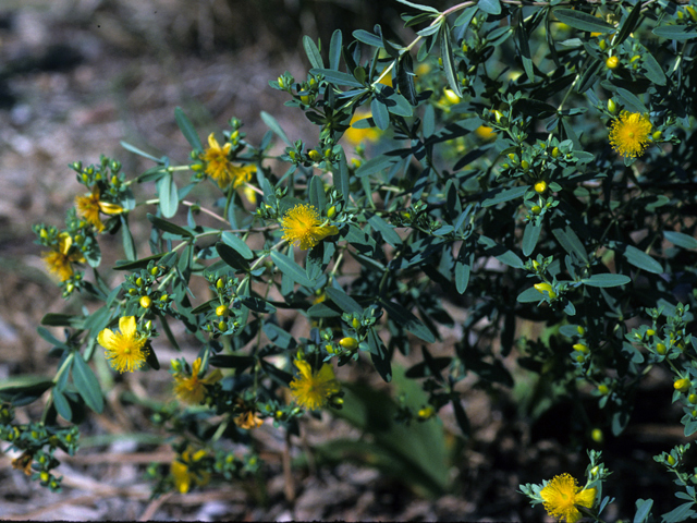 Hypericum frondosum (Cedarglade st. john's-wort) #22835
