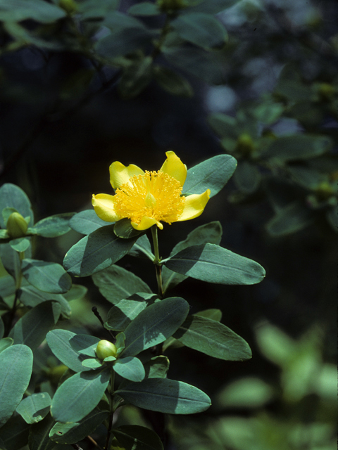 Hypericum frondosum (Cedarglade st. john's-wort) #22836