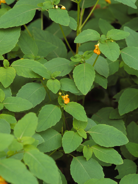 Impatiens capensis (Jewelweed) #22871