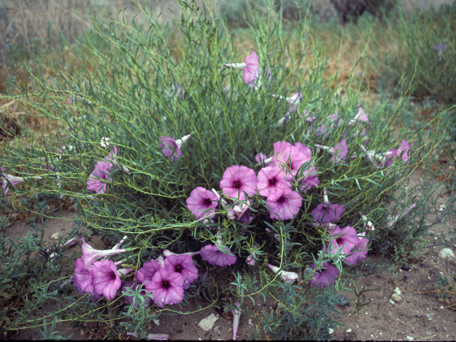Ipomoea leptophylla (Bush morning-glory) #22875