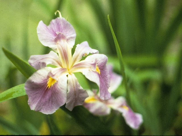 Iris brevicaulis (Zigzag iris) #22890