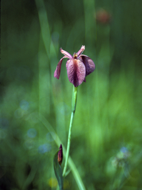 Iris fulva (Copper iris) #22898