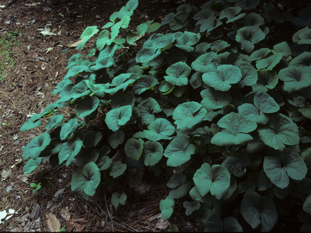Jeffersonia diphylla (Twinleaf) #22924