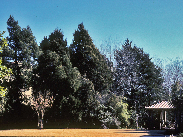 Juniperus virginiana (Eastern red cedar) #22947