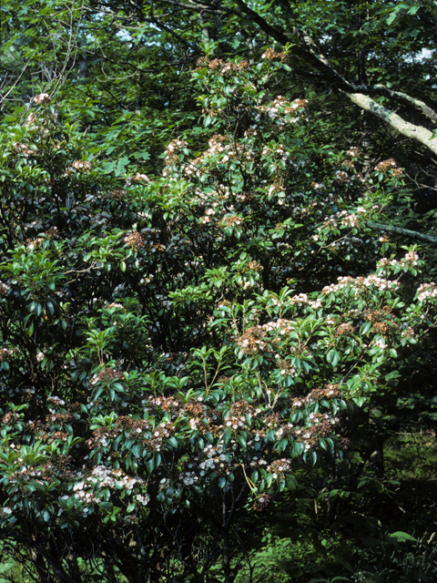 Kalmia latifolia (Mountain laurel) #22966