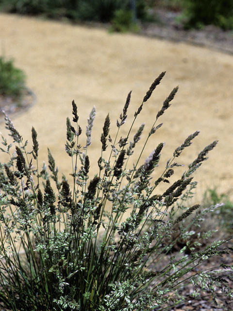 Koeleria macrantha (Prairie junegrass) #22977
