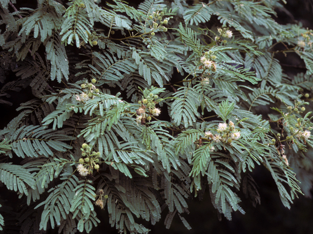 Leucaena pulverulenta (Great leadtree) #23017