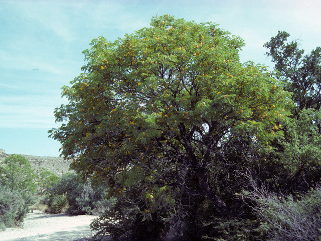 Leucaena retusa (Goldenball leadtree) #23021