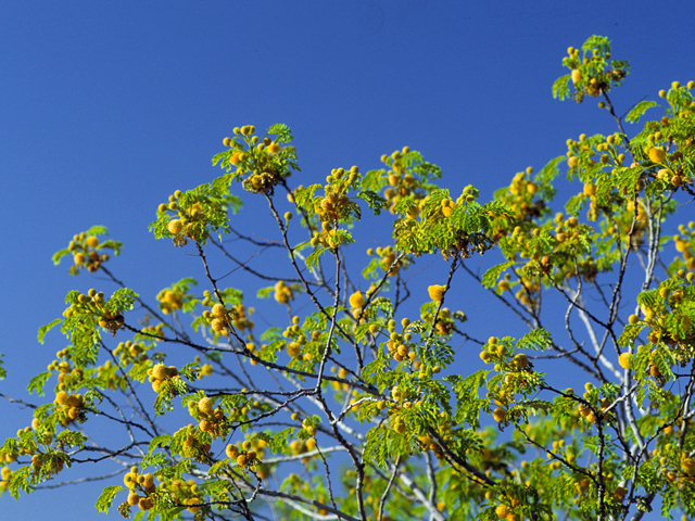 Leucaena retusa (Goldenball leadtree) #23025