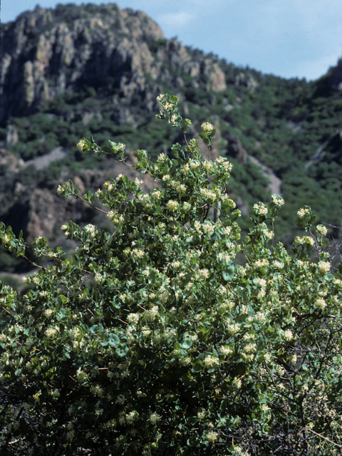 Lonicera albiflora (Western white honeysuckle) #23135