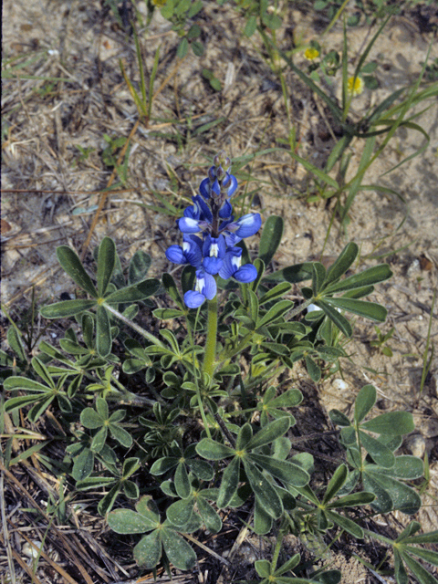 Lupinus subcarnosus (Texas bluebonnet) #23165