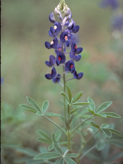 Lupinus texensis (Texas bluebonnet) #23177