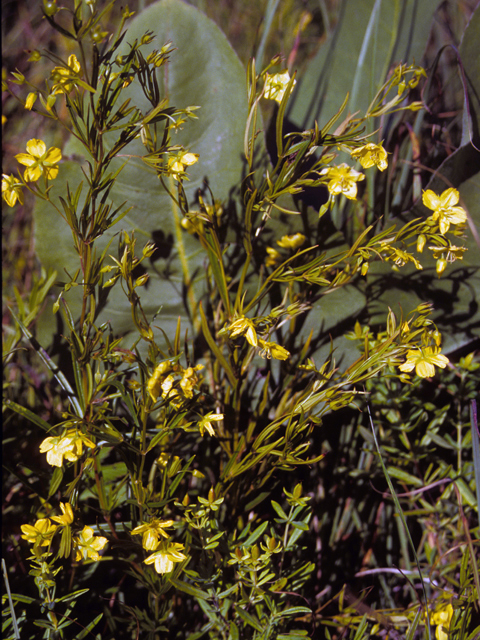 Lysimachia quadrifolia (Whorled yellow loosestrife) #23198
