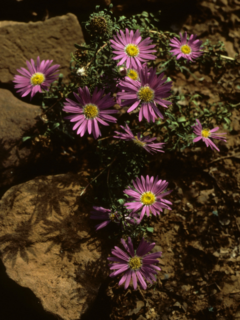 Machaeranthera tanacetifolia (Tahoka daisy) #23207