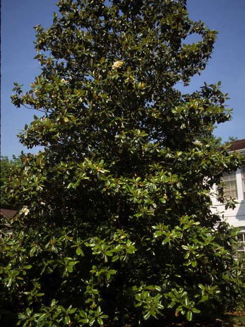 Magnolia grandiflora (Southern magnolia) #23222