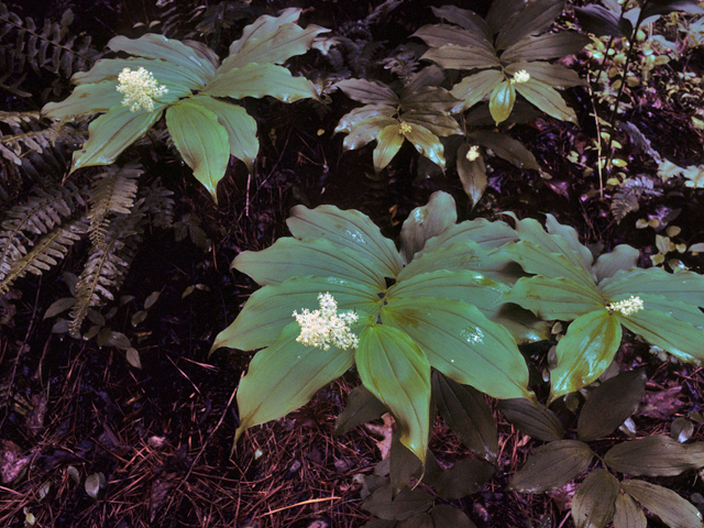 Maianthemum racemosum (Feathery false lily of the valley) #23232