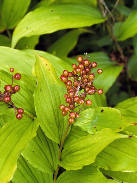 Maianthemum racemosum (Feathery false lily of the valley) #23233