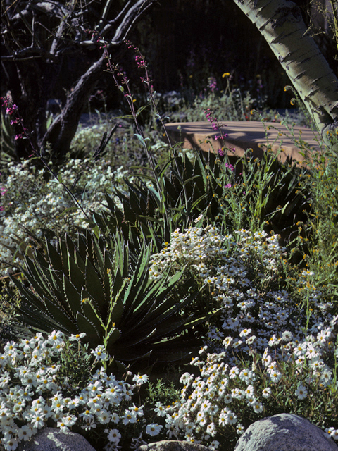 Melampodium leucanthum (Blackfoot daisy) #23256