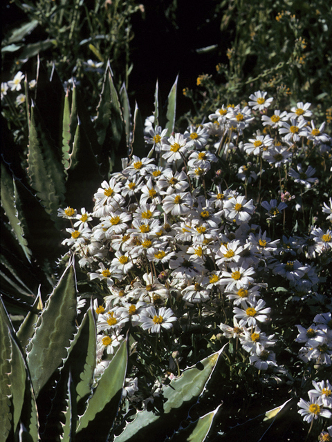 Melampodium leucanthum (Blackfoot daisy) #23258