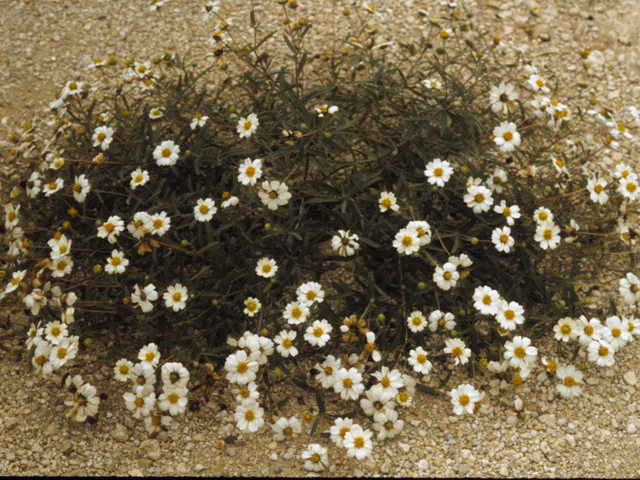 Melampodium leucanthum (Blackfoot daisy) #23260
