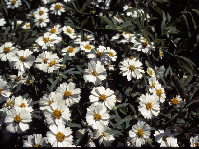 Melampodium leucanthum (Blackfoot daisy) #23262