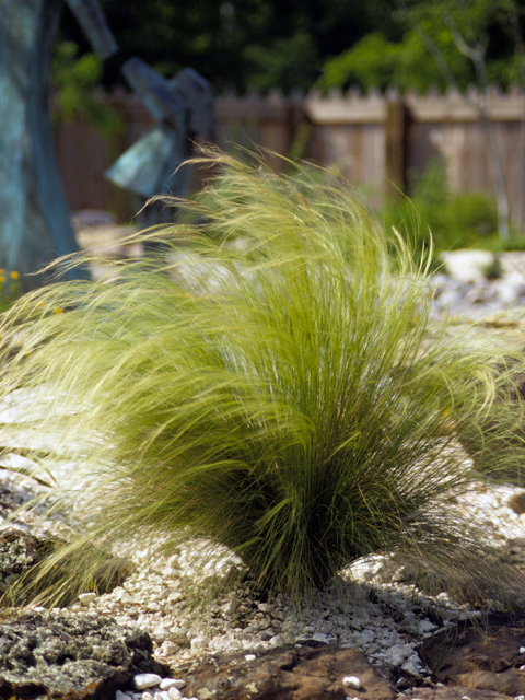 Nassella tenuissima (Mexican feathergrass) #23374