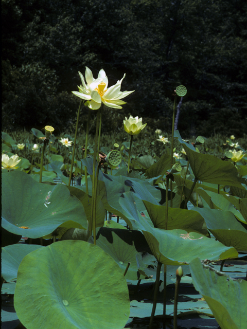 Nelumbo lutea (American lotus) #23378