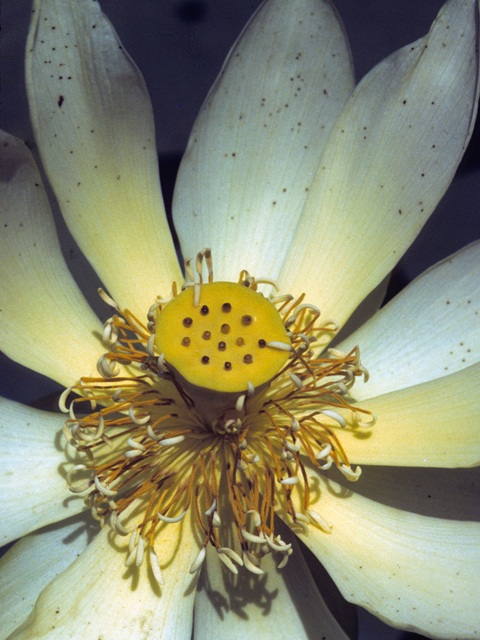 Nelumbo lutea (American lotus) #23383
