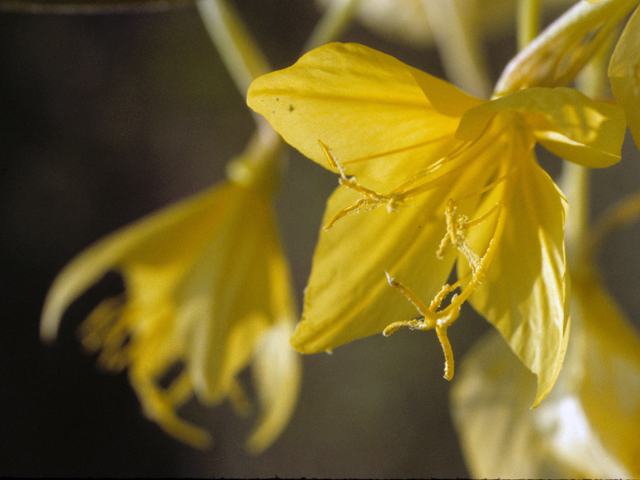 Oenothera rhombipetala (Fourpoint evening-primrose) #23430