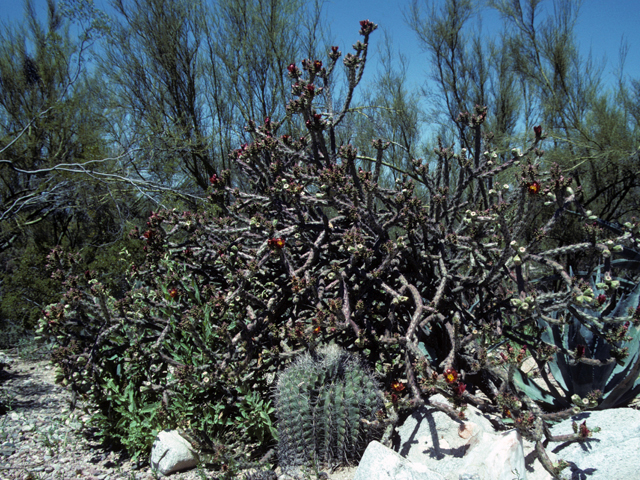 Cylindropuntia spinosior (Walkingstick cactus) #23506