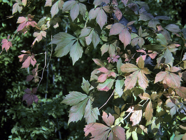 Parthenocissus quinquefolia (Virginia creeper) #23582