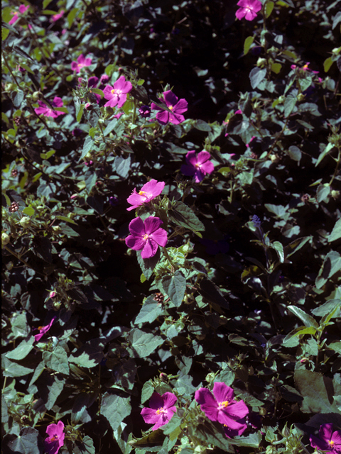 Pavonia lasiopetala (Rock rose) #23593