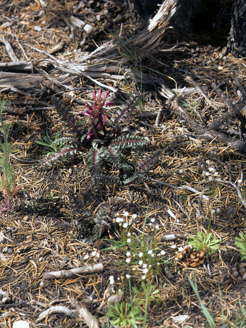 Pedicularis centranthera (Dwarf lousewort) #23601