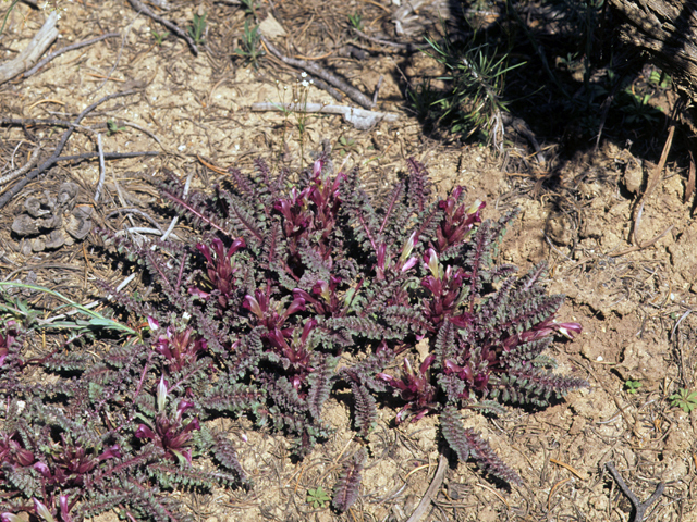 Pedicularis centranthera (Dwarf lousewort) #23602