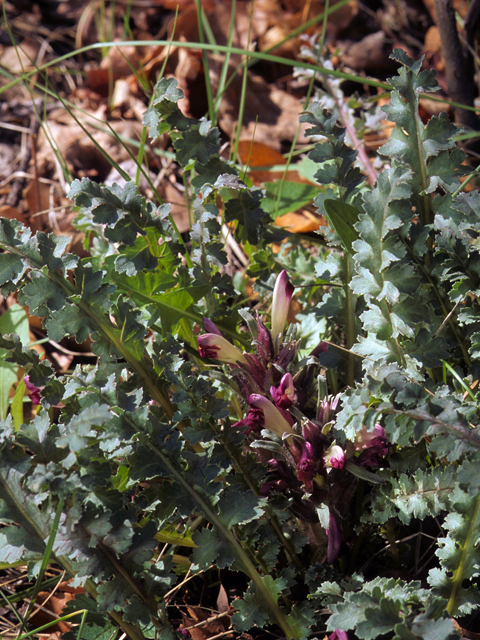 Pedicularis centranthera (Dwarf lousewort) #23603